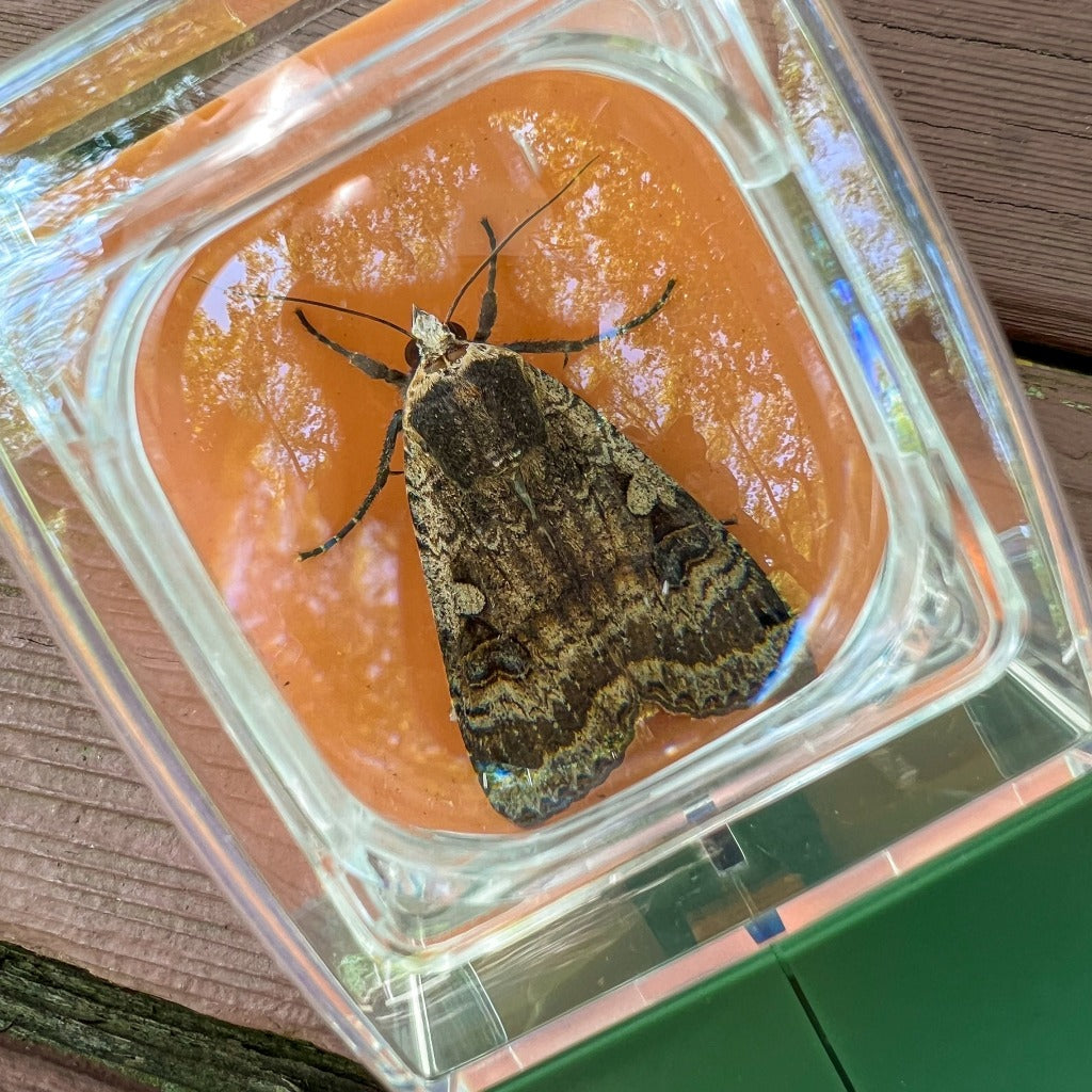 Capturador de Insetos com Liberação Rápida BugView